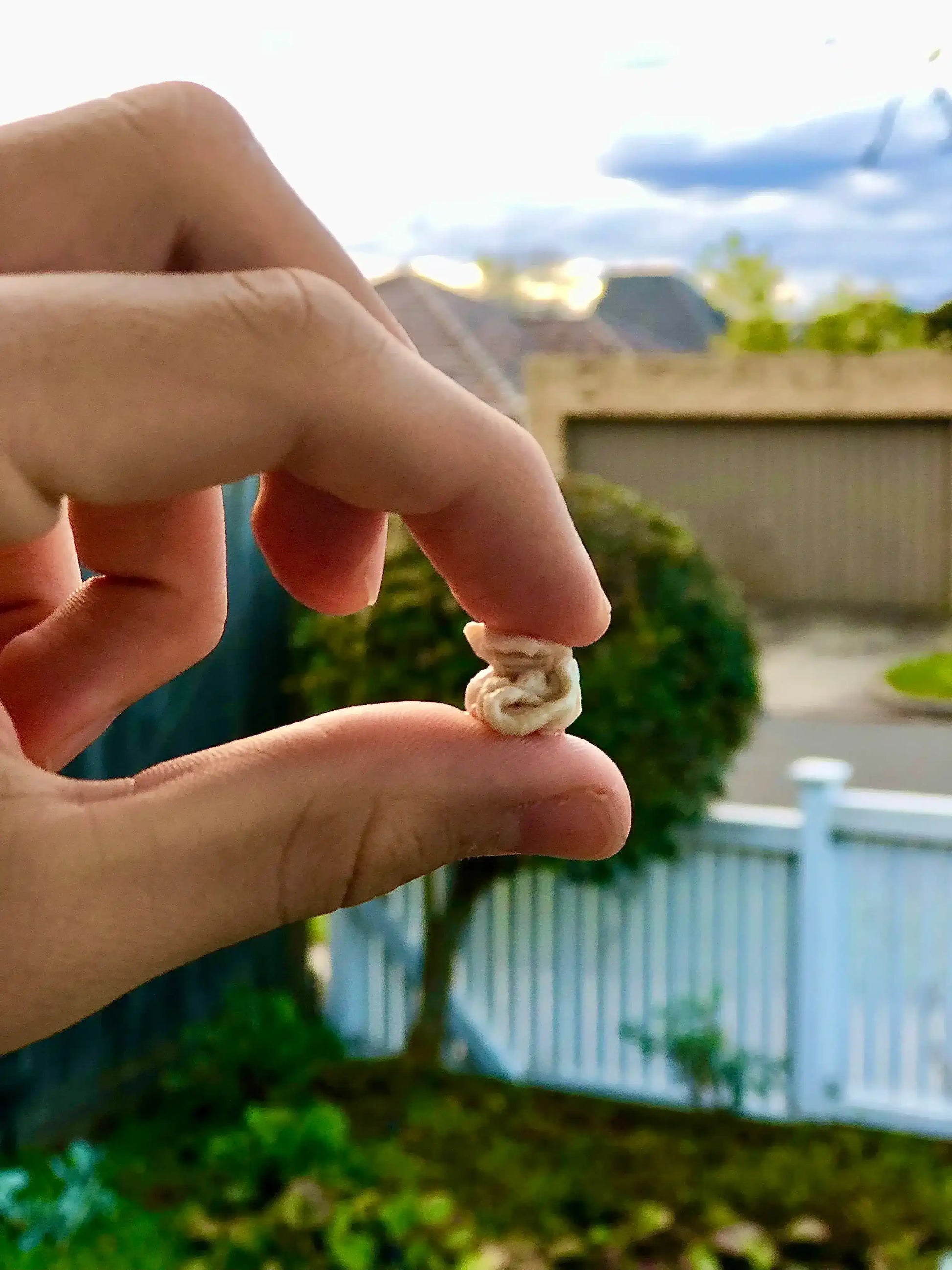 Chewed mastic gum held between two fingers